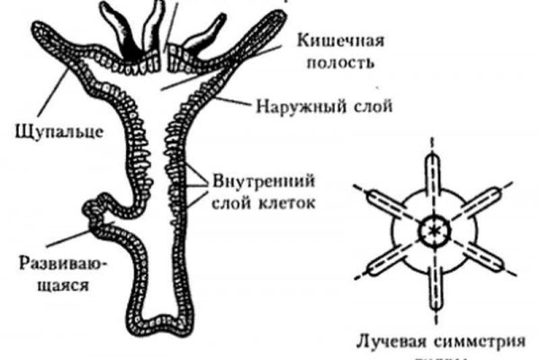 Официальная ссылка на кракен в тор